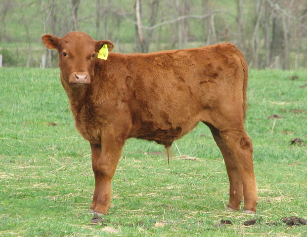 calf