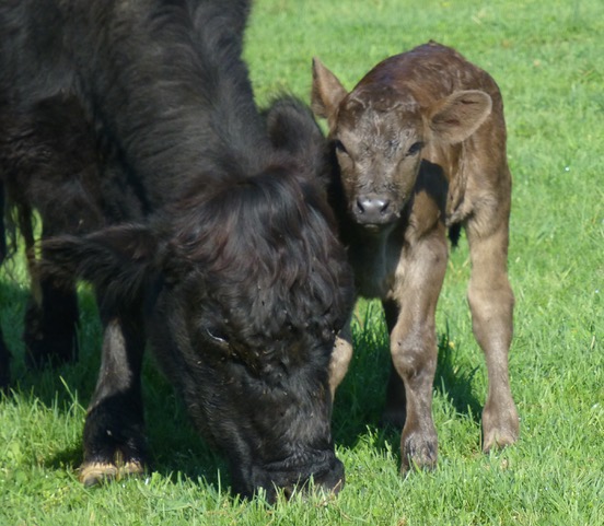 Cow and Calf