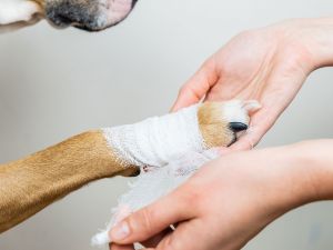 Dog's paw wrapped in bandage