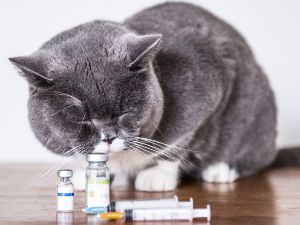 Cat with medications