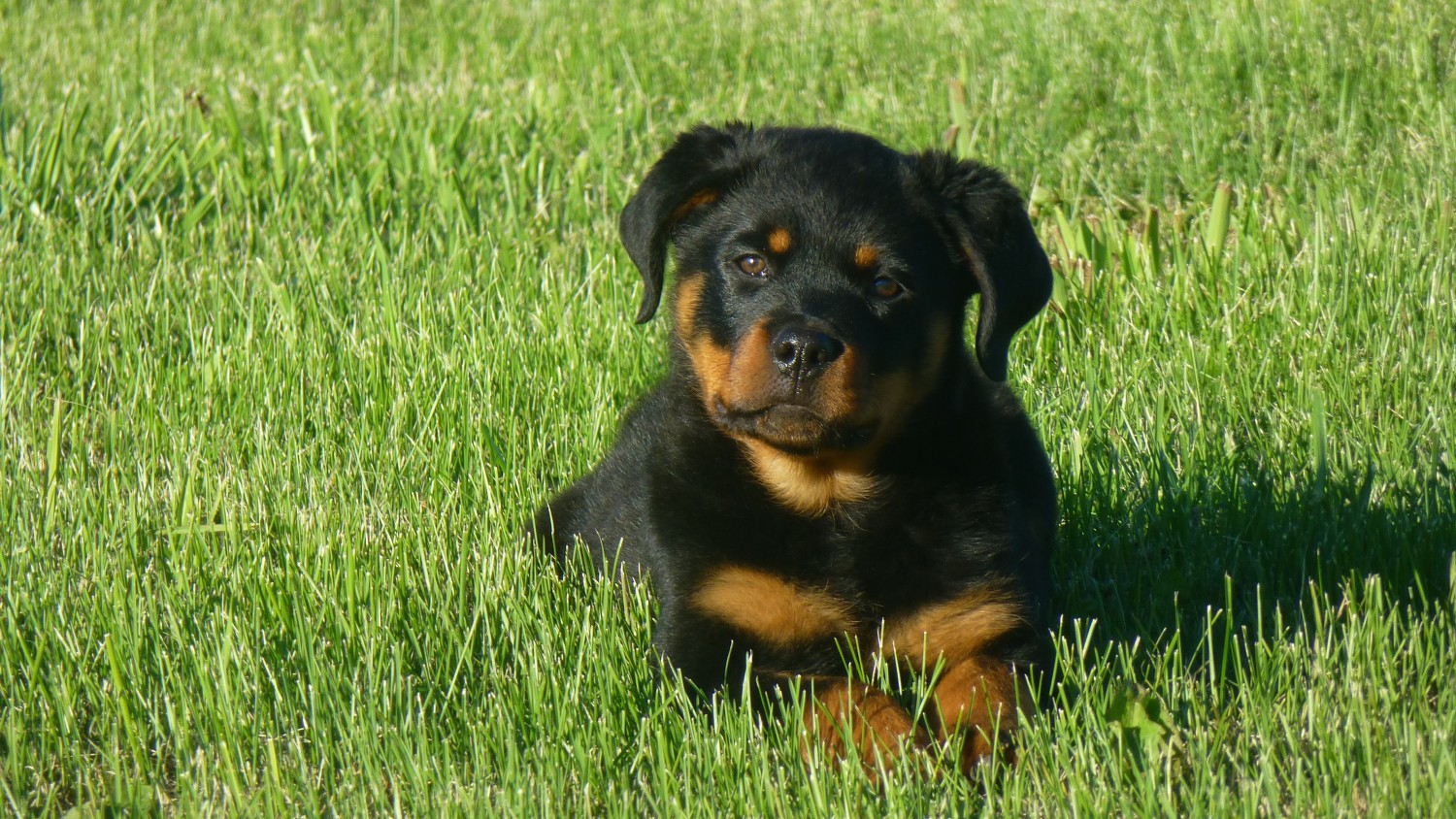Dog in field