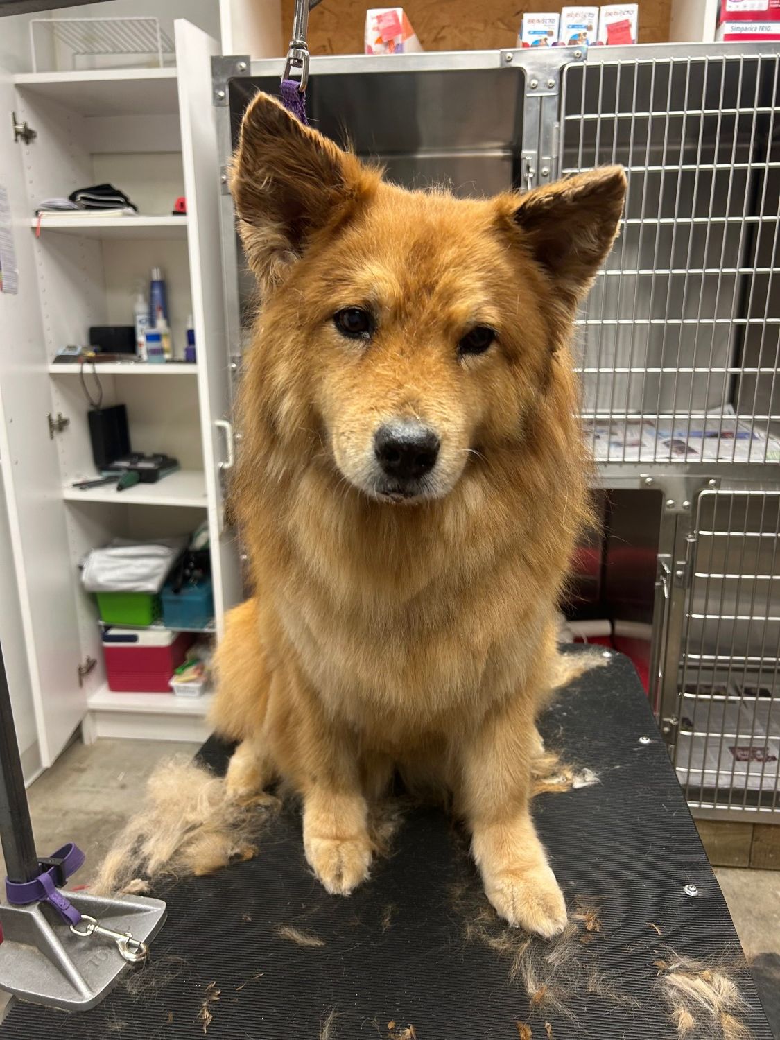 GROOMING SERVICES